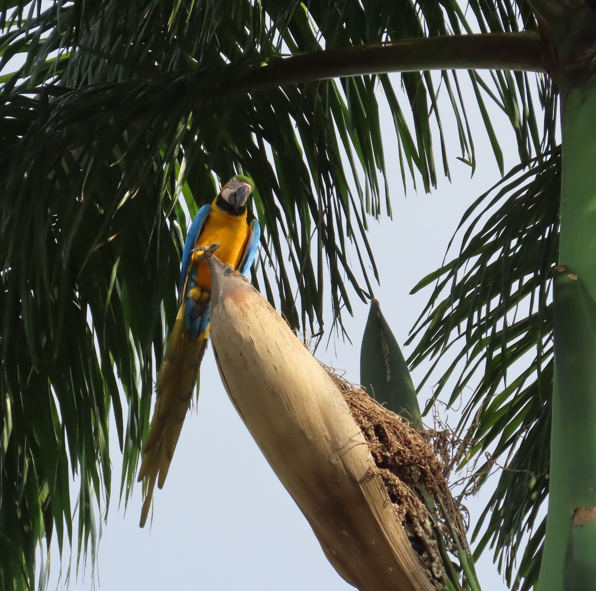 Blue-and-yellow Macaw - ML615957556