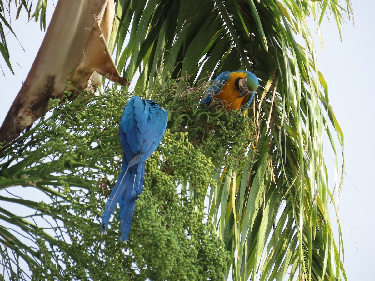 Blue-and-yellow Macaw - ML615957558