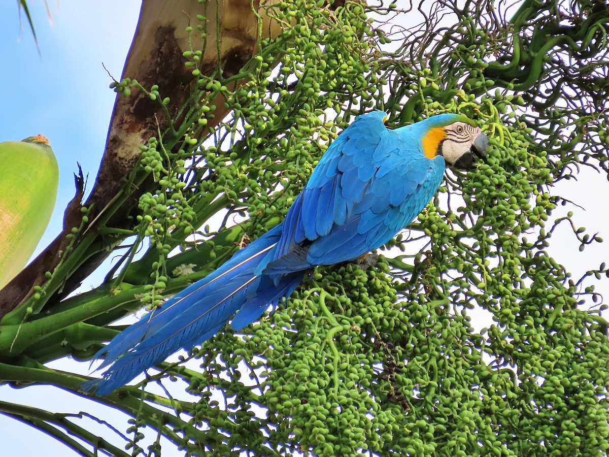 Blue-and-yellow Macaw - ML615957559