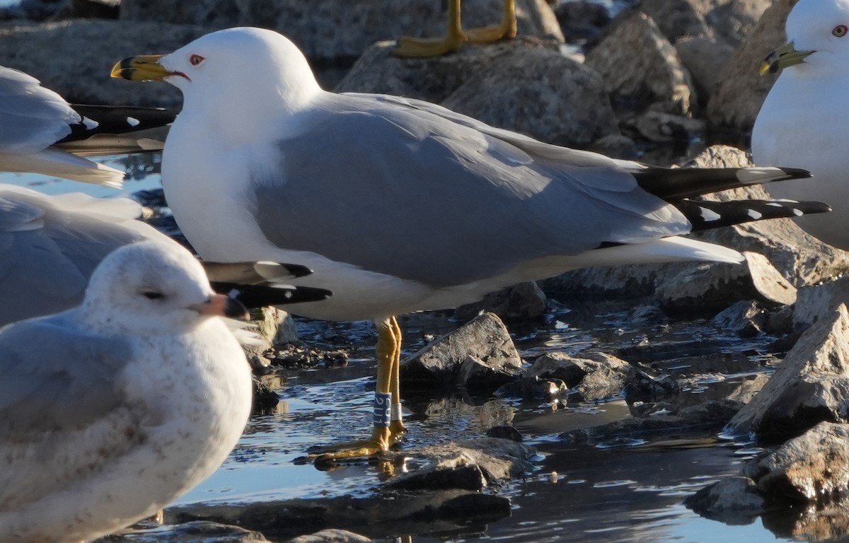 Ring-billed Gull - ML615957572