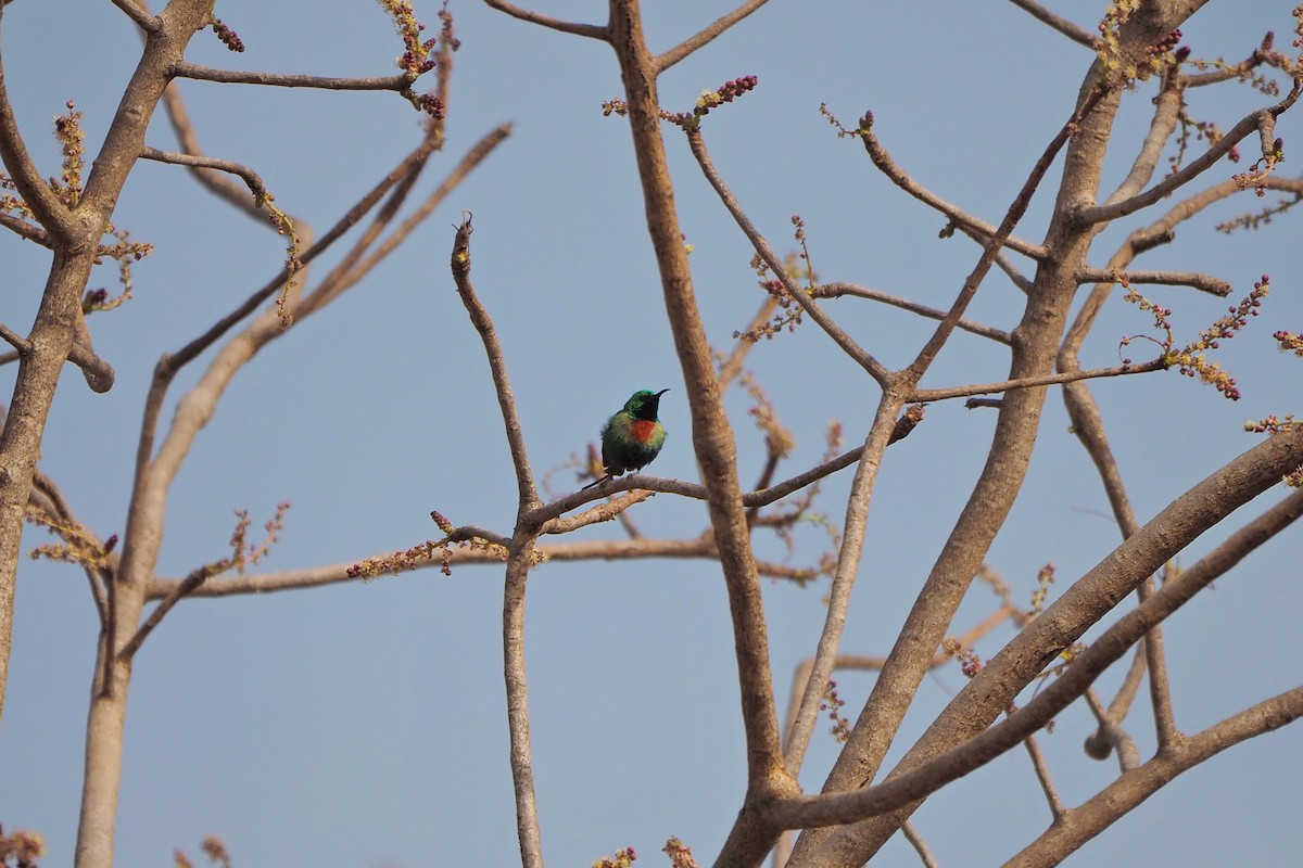 Beautiful Sunbird - Hasan Al-Farhan