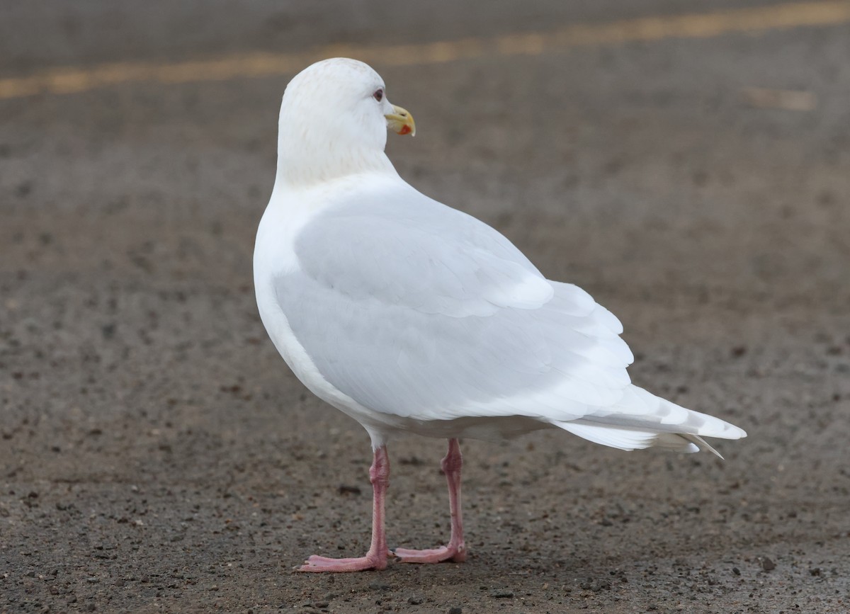 Iceland Gull - ML615957683