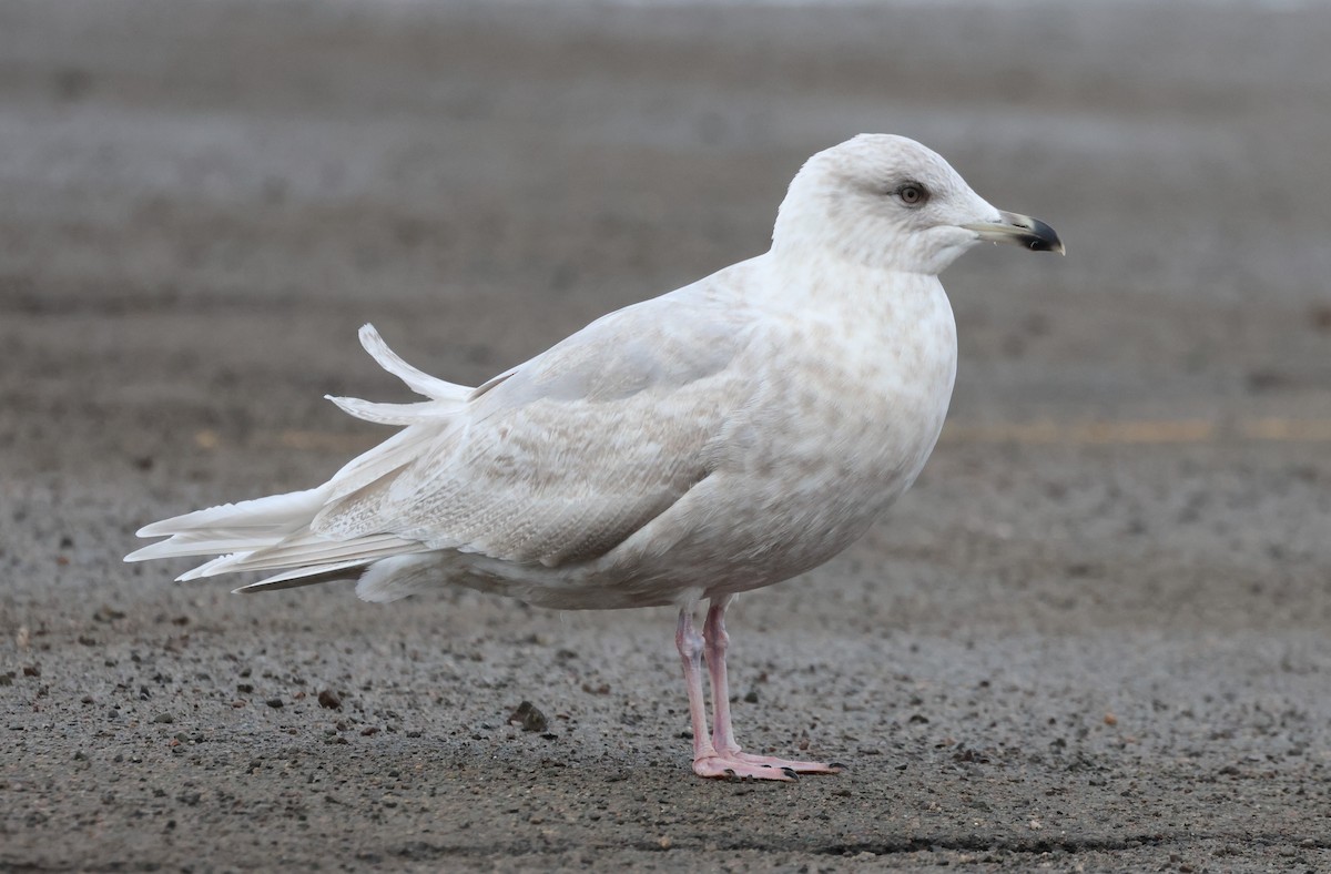 Iceland Gull - ML615957684