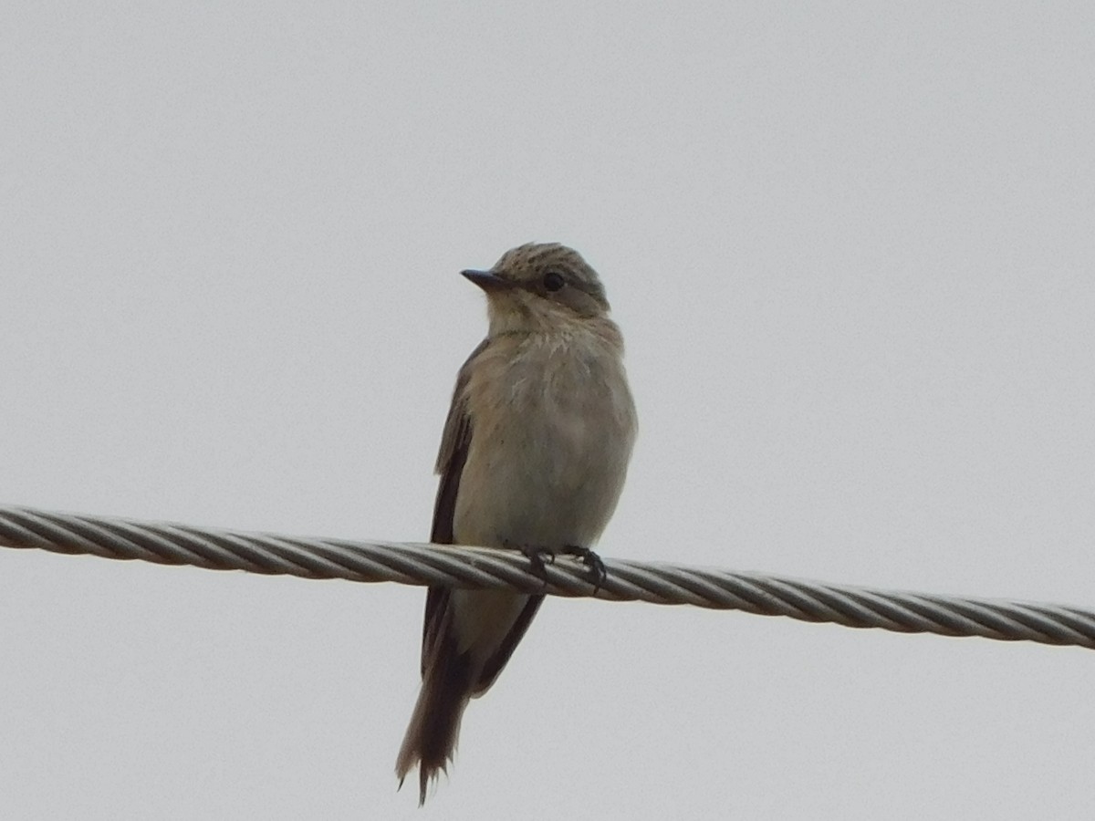 Spotted Flycatcher - Detlef Stremke