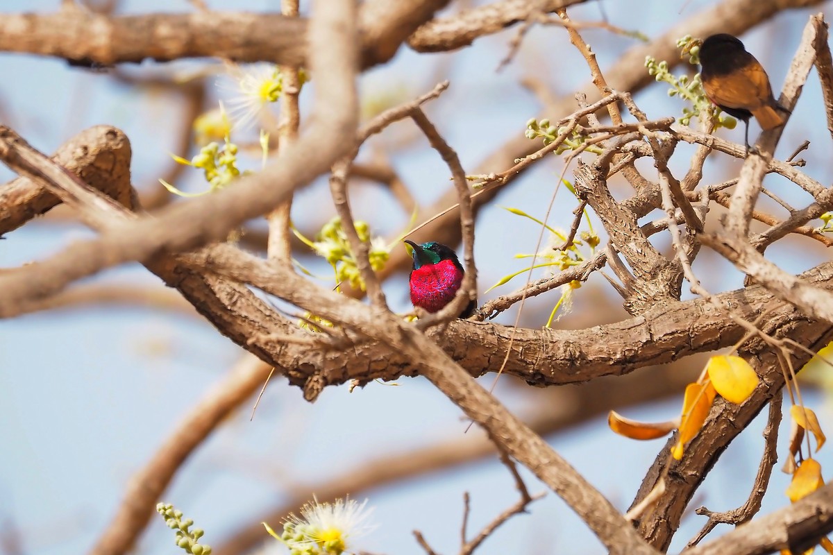 Scarlet-chested Sunbird - Hasan Al-Farhan