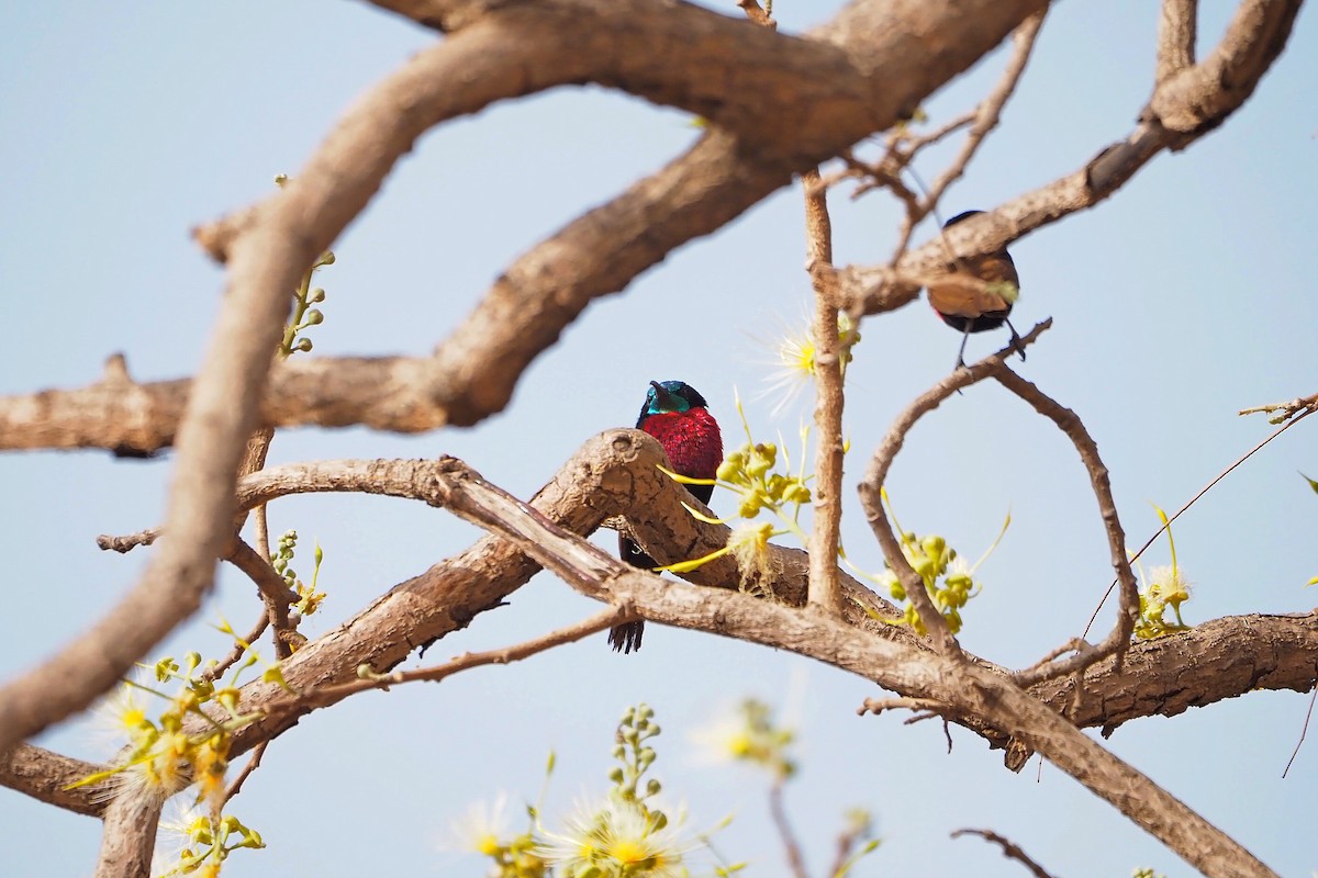 Scarlet-chested Sunbird - Hasan Al-Farhan