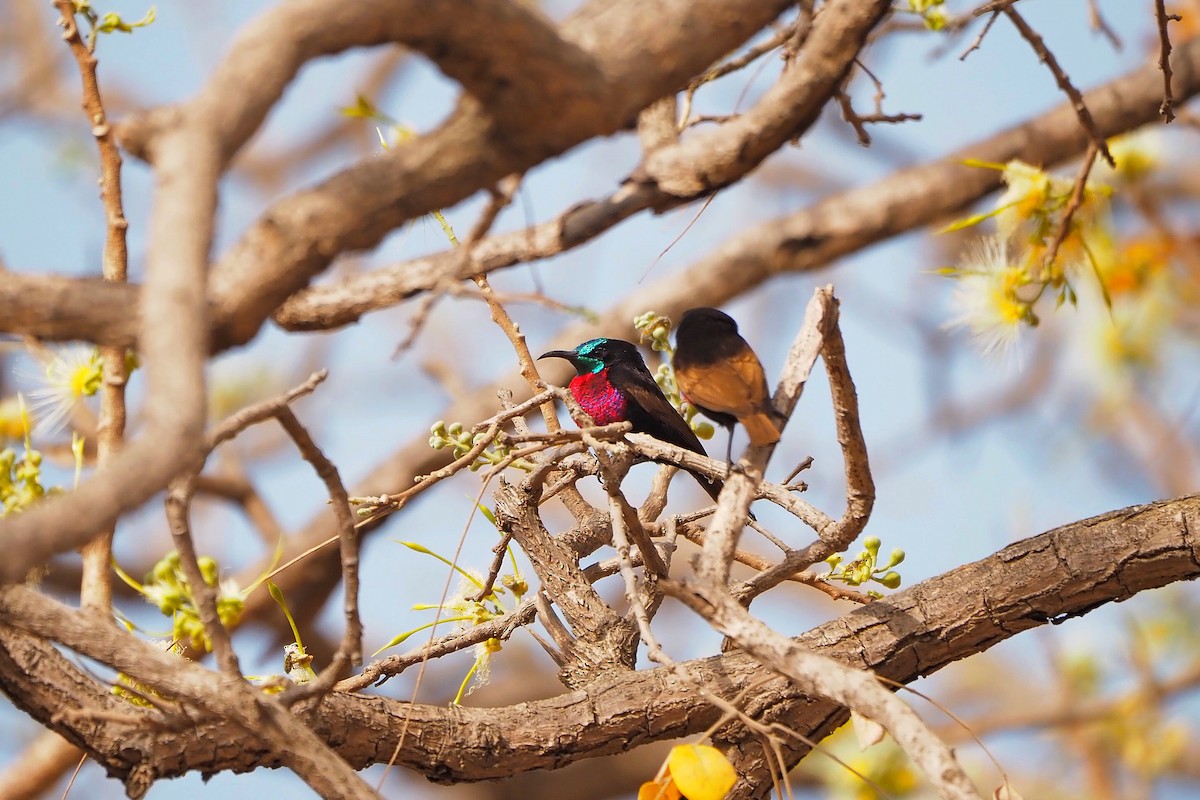 Scarlet-chested Sunbird - Hasan Al-Farhan