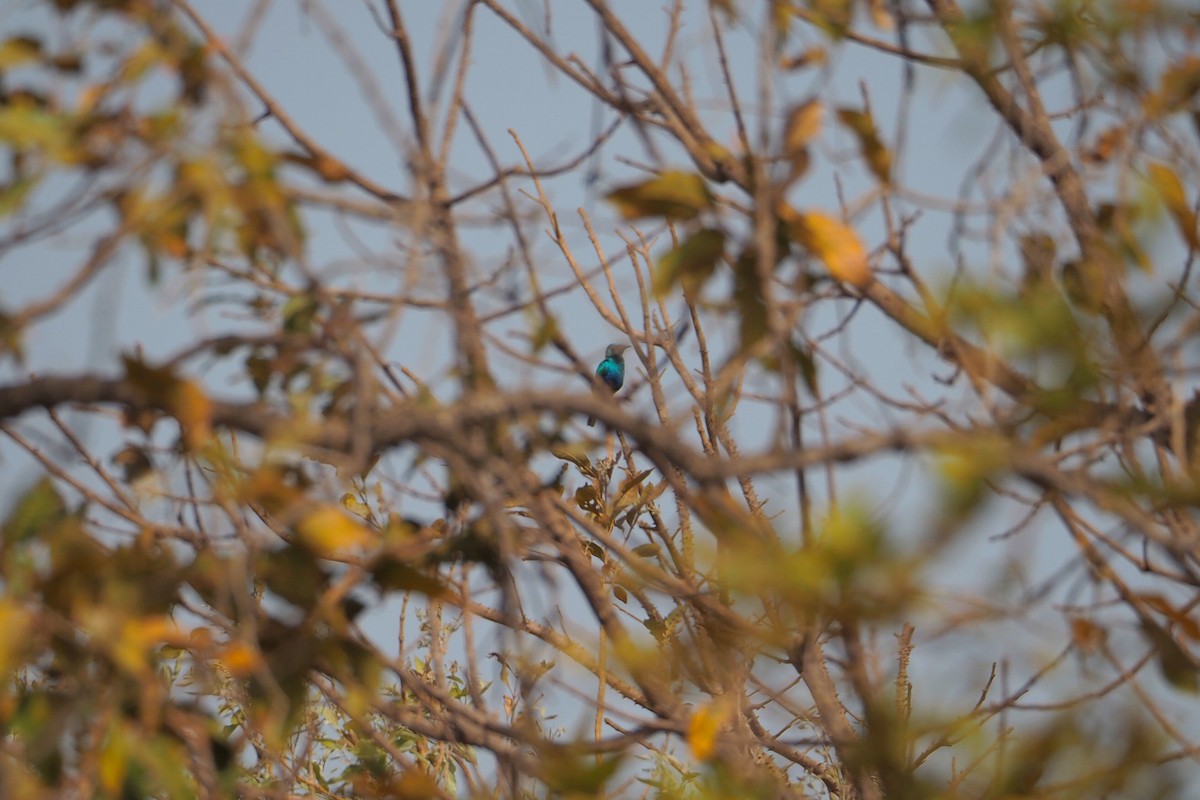 Lesser Blue-eared Starling (Lesser) - Hasan Al-Farhan
