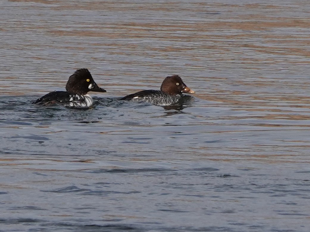 Common/Barrow's Goldeneye - ML615957751