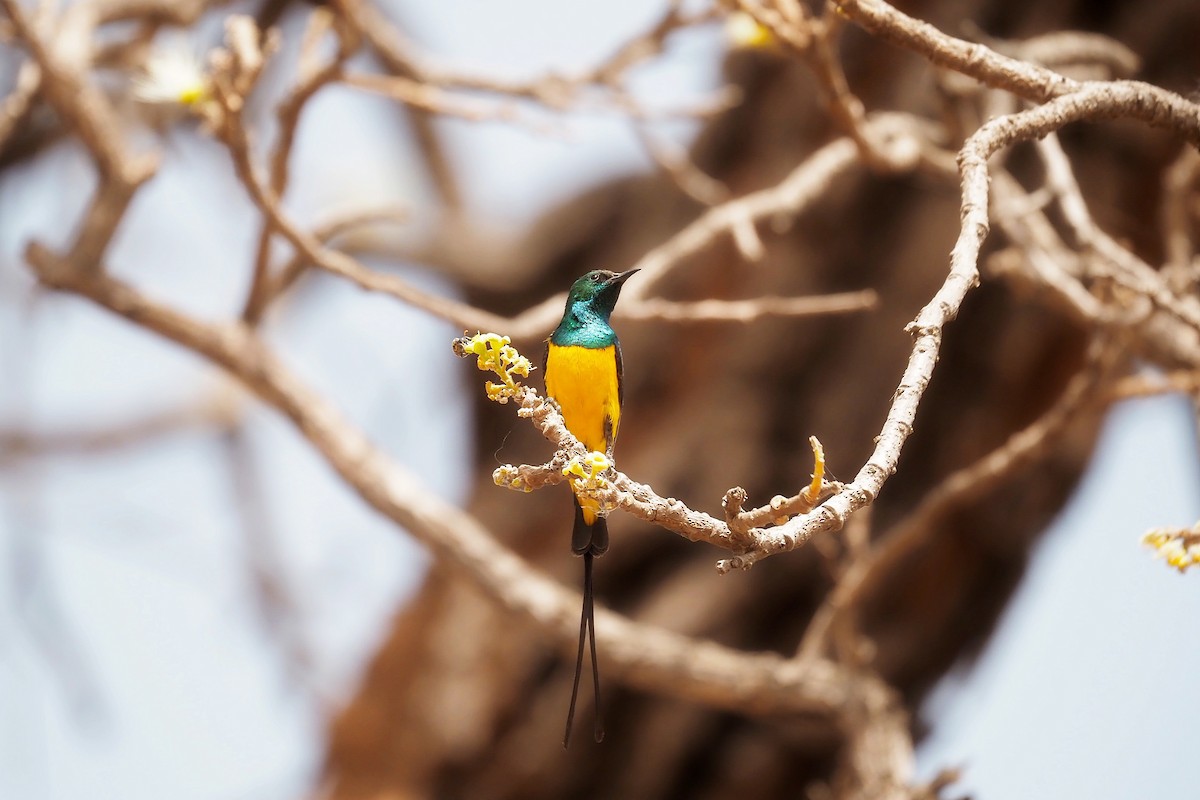 Pygmy Sunbird - Hasan Al-Farhan