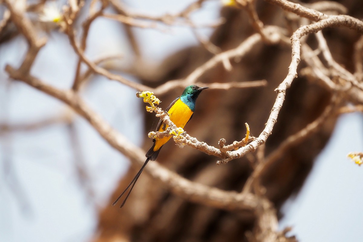 Pygmy Sunbird - Hasan Al-Farhan
