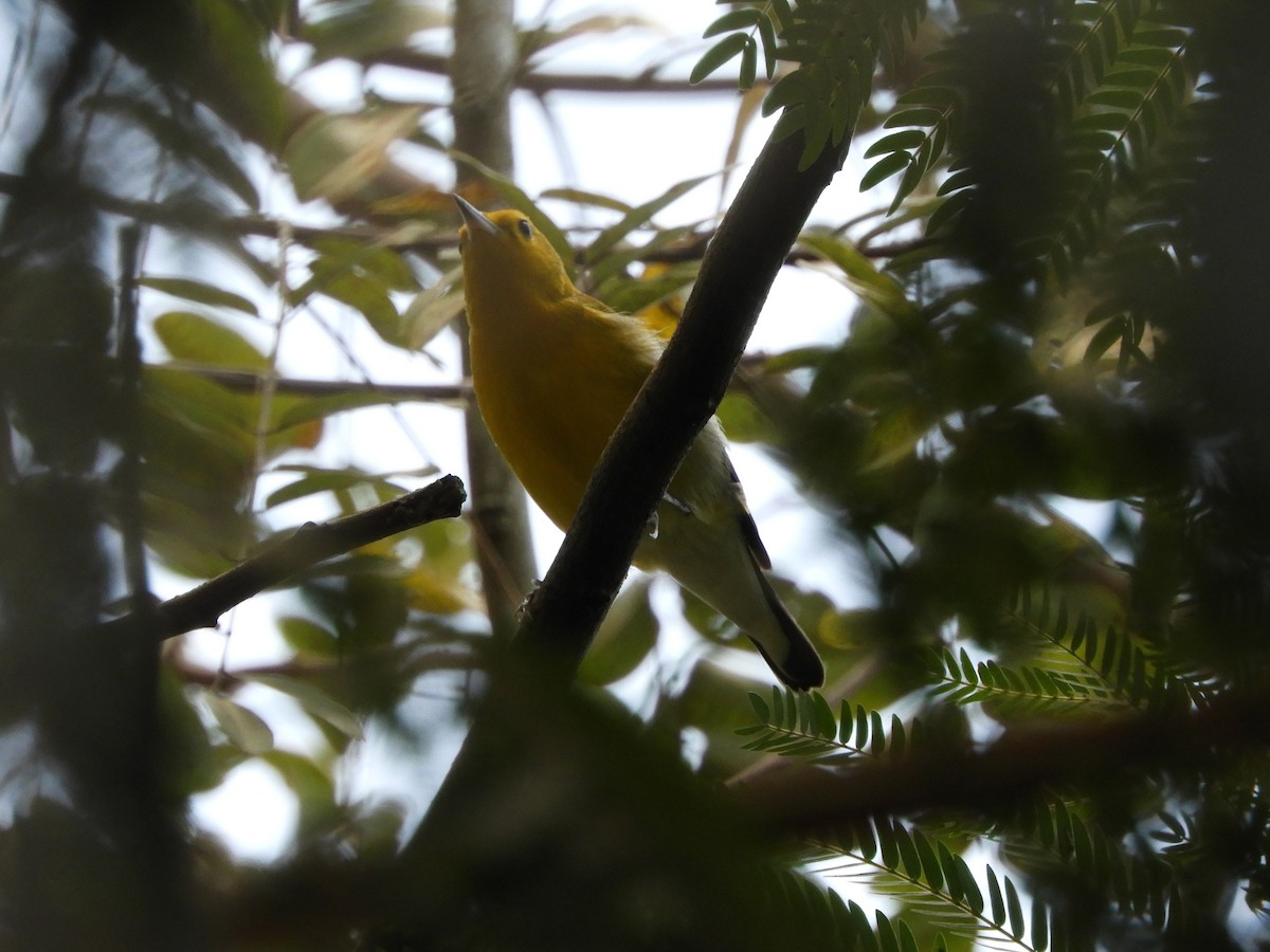 Prothonotary Warbler - ML615957816