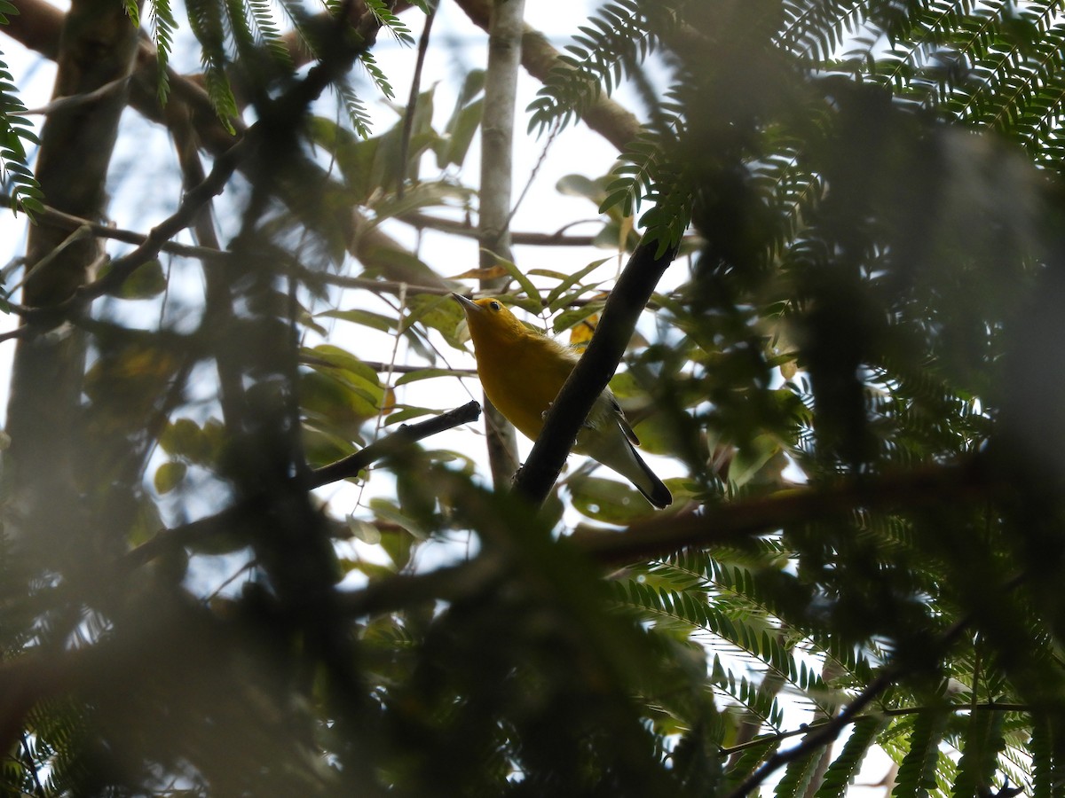 Prothonotary Warbler - ML615957817