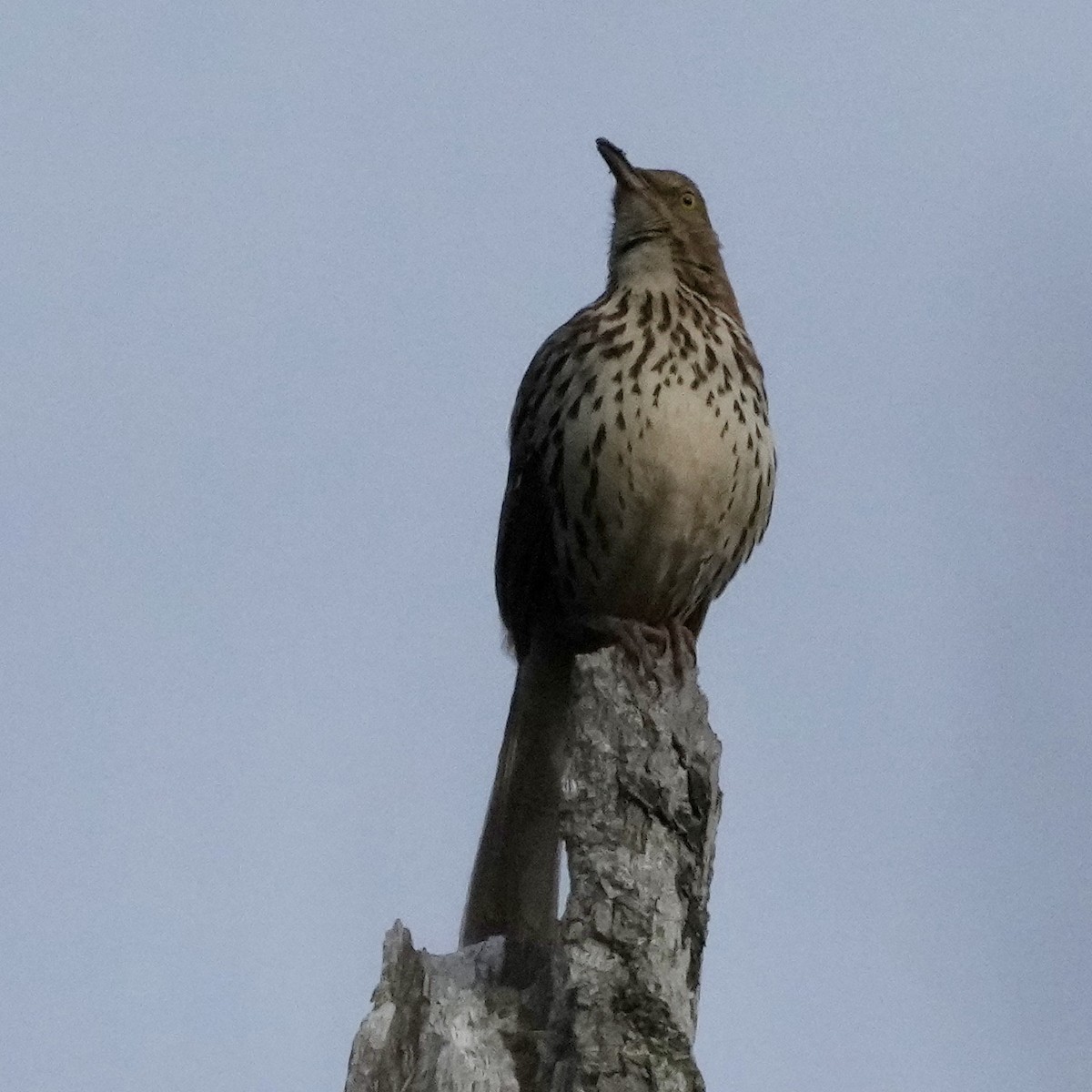 Brown Thrasher - Charlene Fan