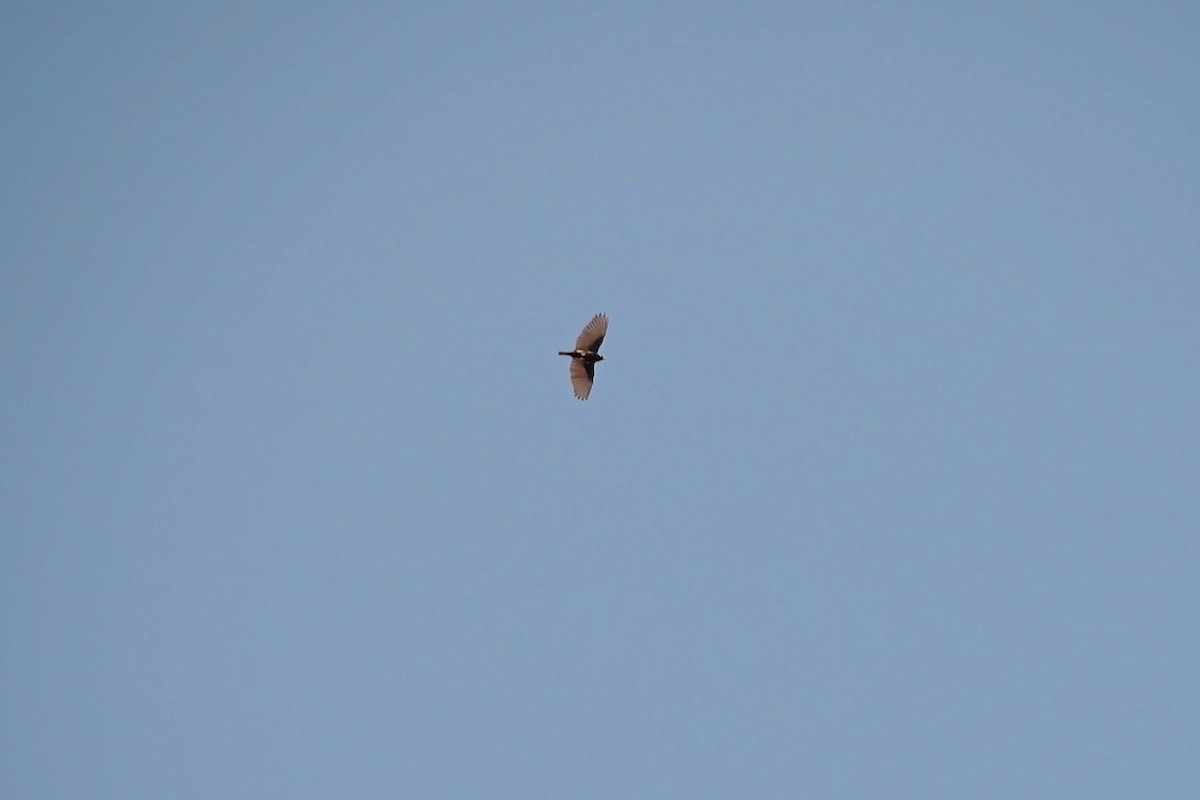 Chestnut-backed Sparrow-Lark - Hasan Al-Farhan