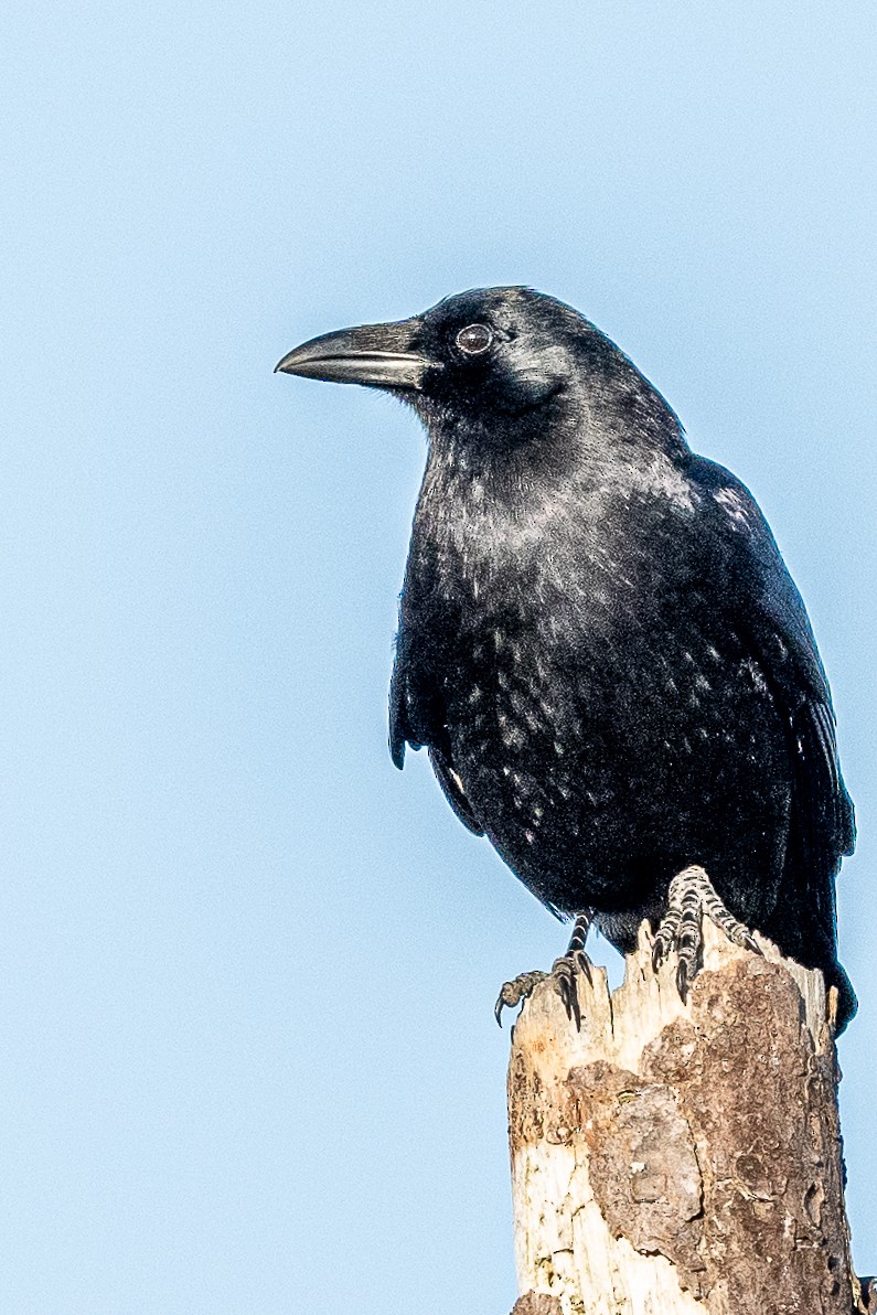 American Crow - ML615957945