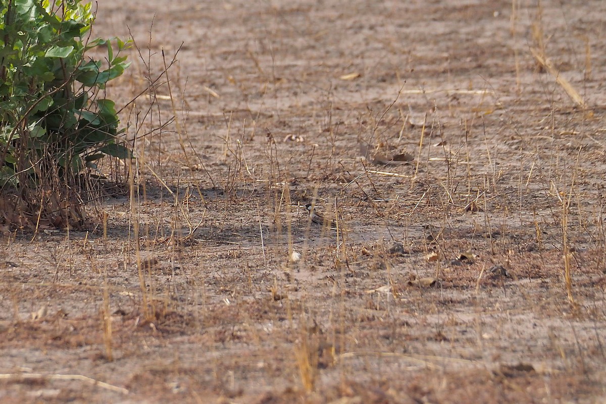 Chestnut-backed Sparrow-Lark - Hasan Al-Farhan