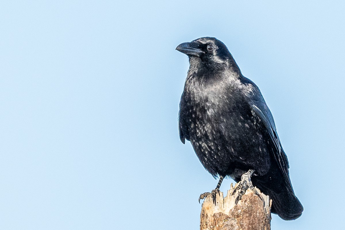 American Crow - ML615957947