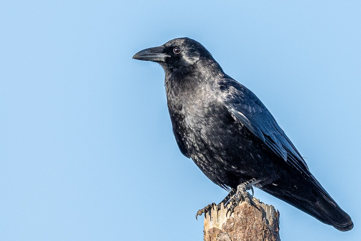 American Crow - ML615957948