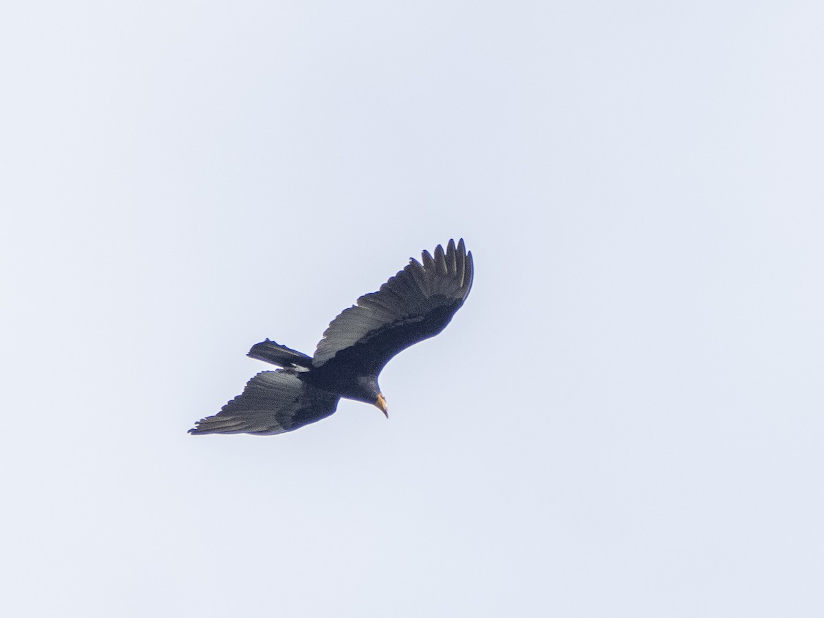 Greater Yellow-headed Vulture - ML615957956