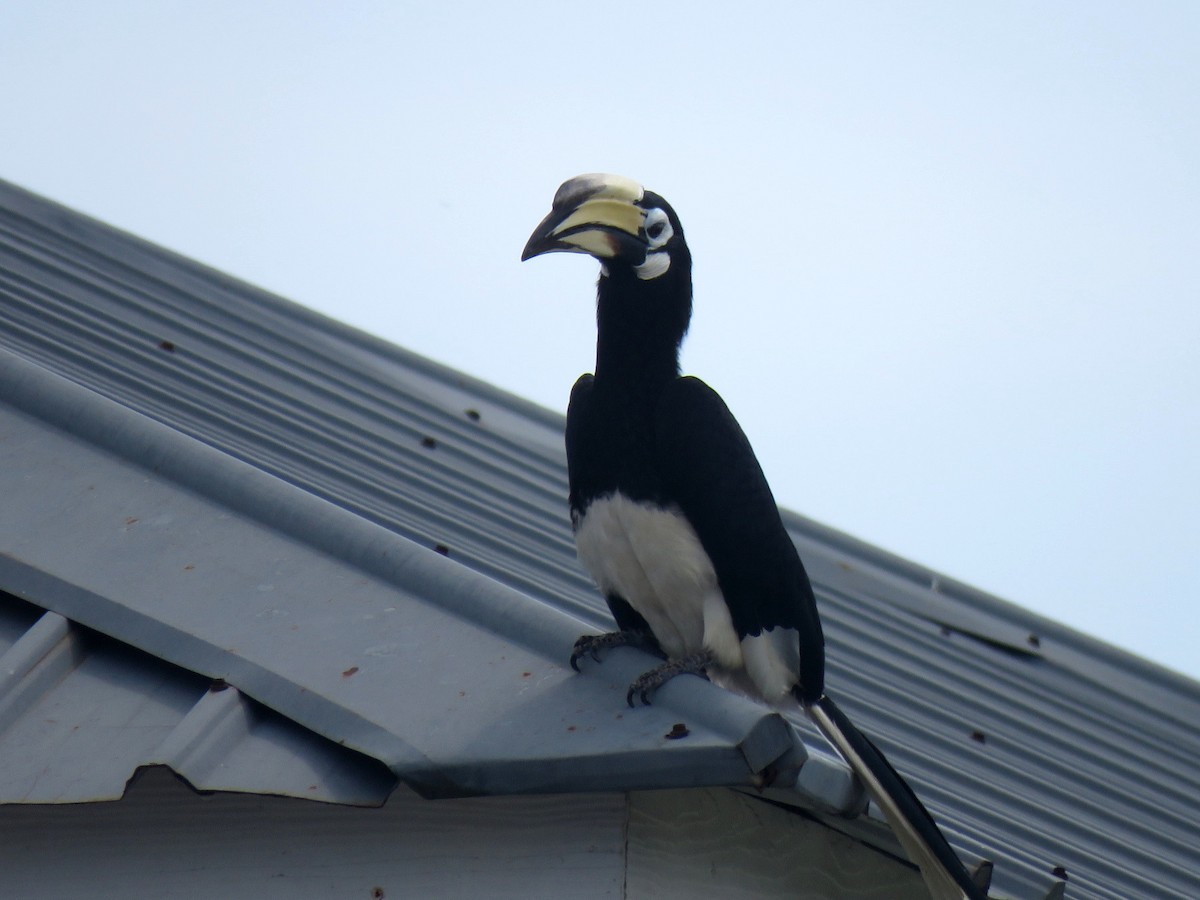 Oriental Pied-Hornbill - ML615957980