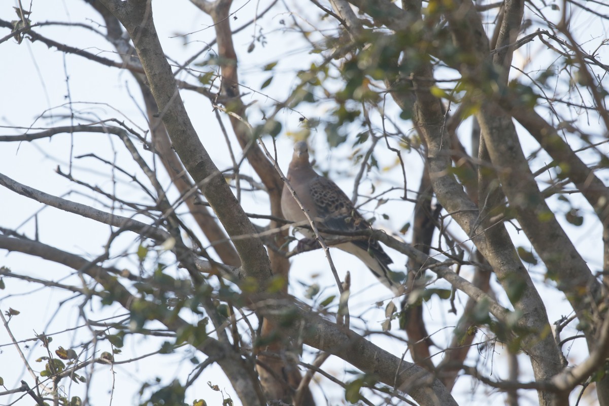 Oriental Turtle-Dove - ML615958080