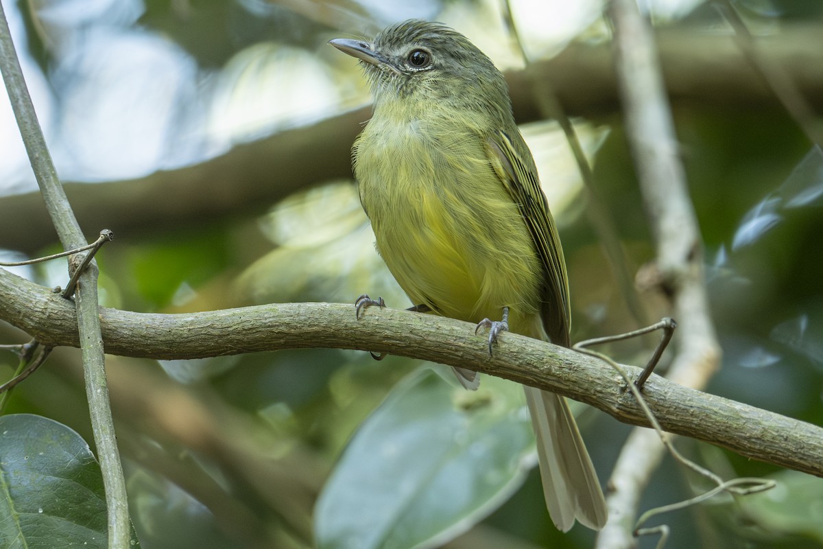 Yellow-olive Flatbill - ML615958081