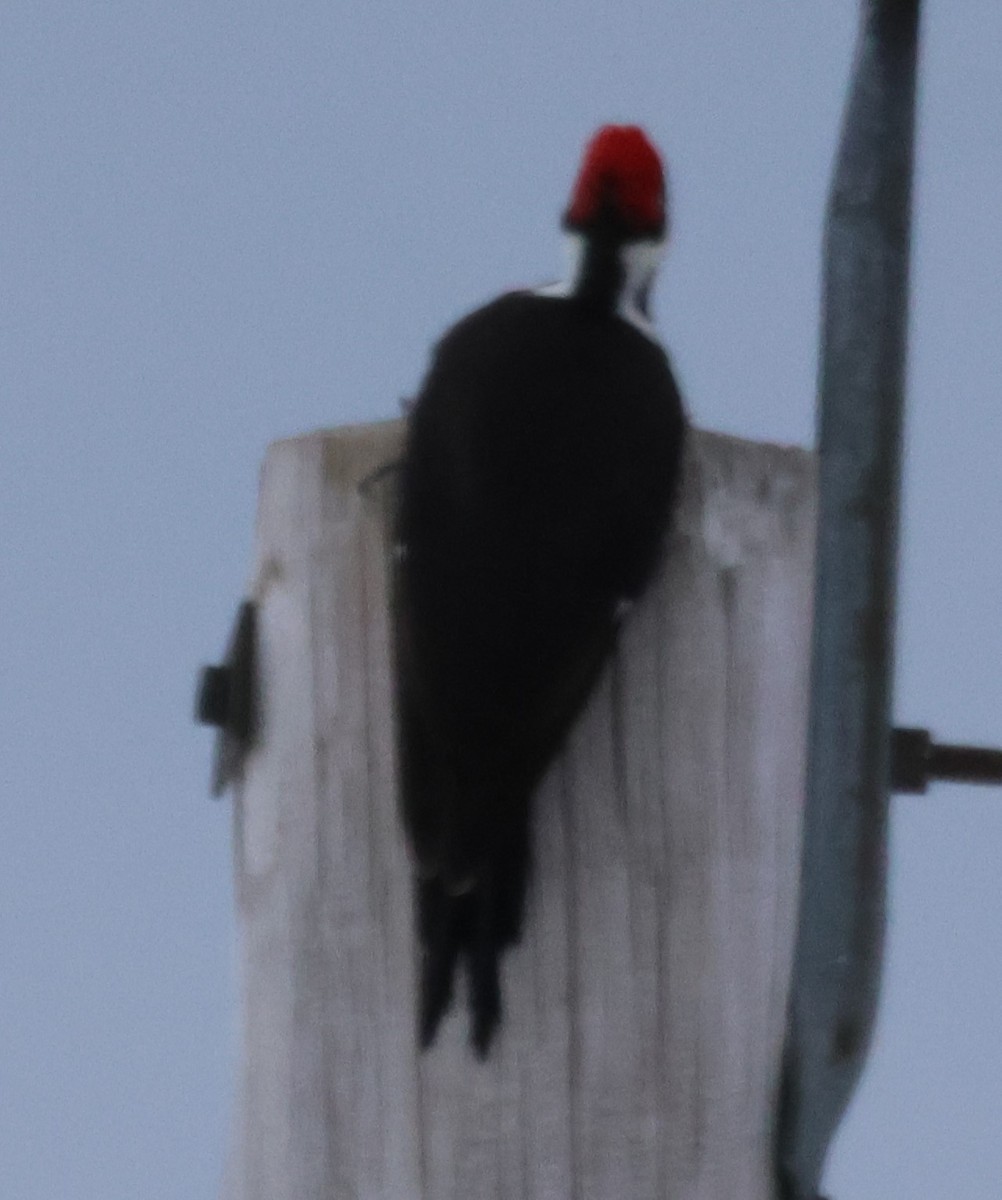 Pileated Woodpecker - ML615958096