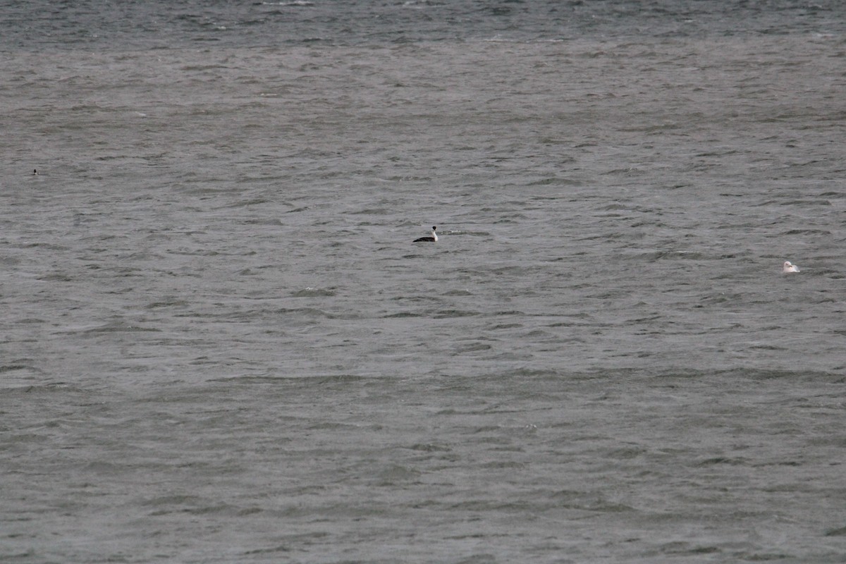 Western Grebe - ML615958101