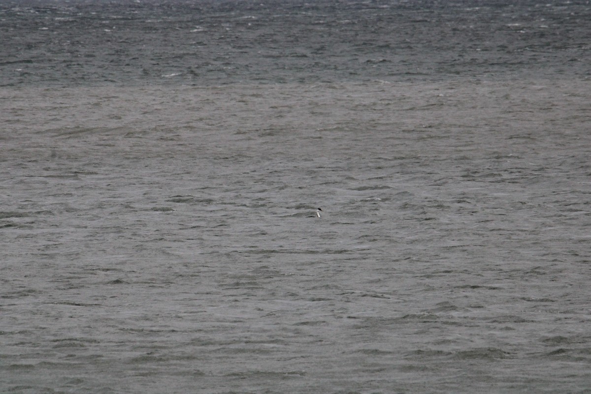 Western Grebe - ML615958102