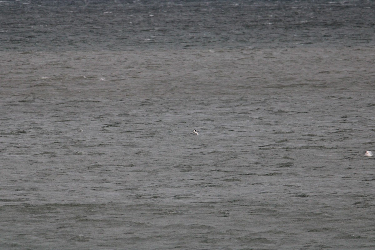 Western Grebe - ML615958103