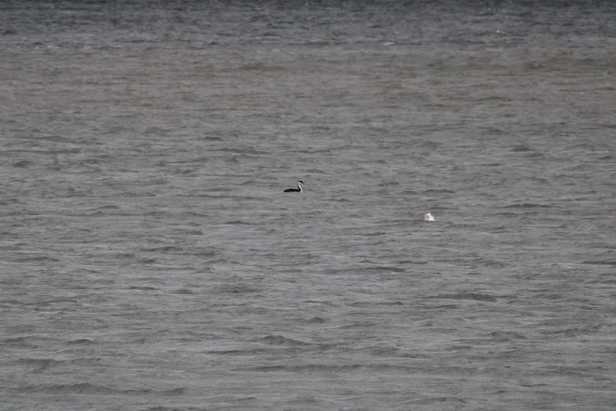 Western Grebe - ML615958104