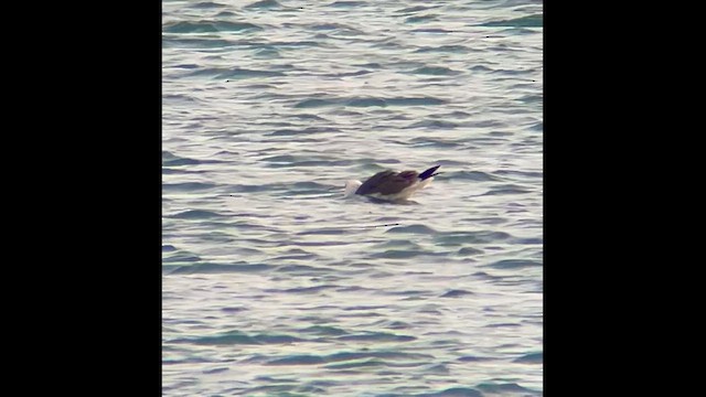 Great Black-backed Gull - ML615958109