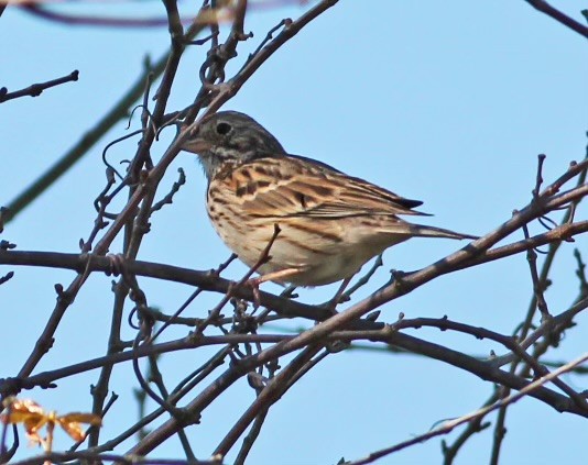 Vesper Sparrow - ML615958279