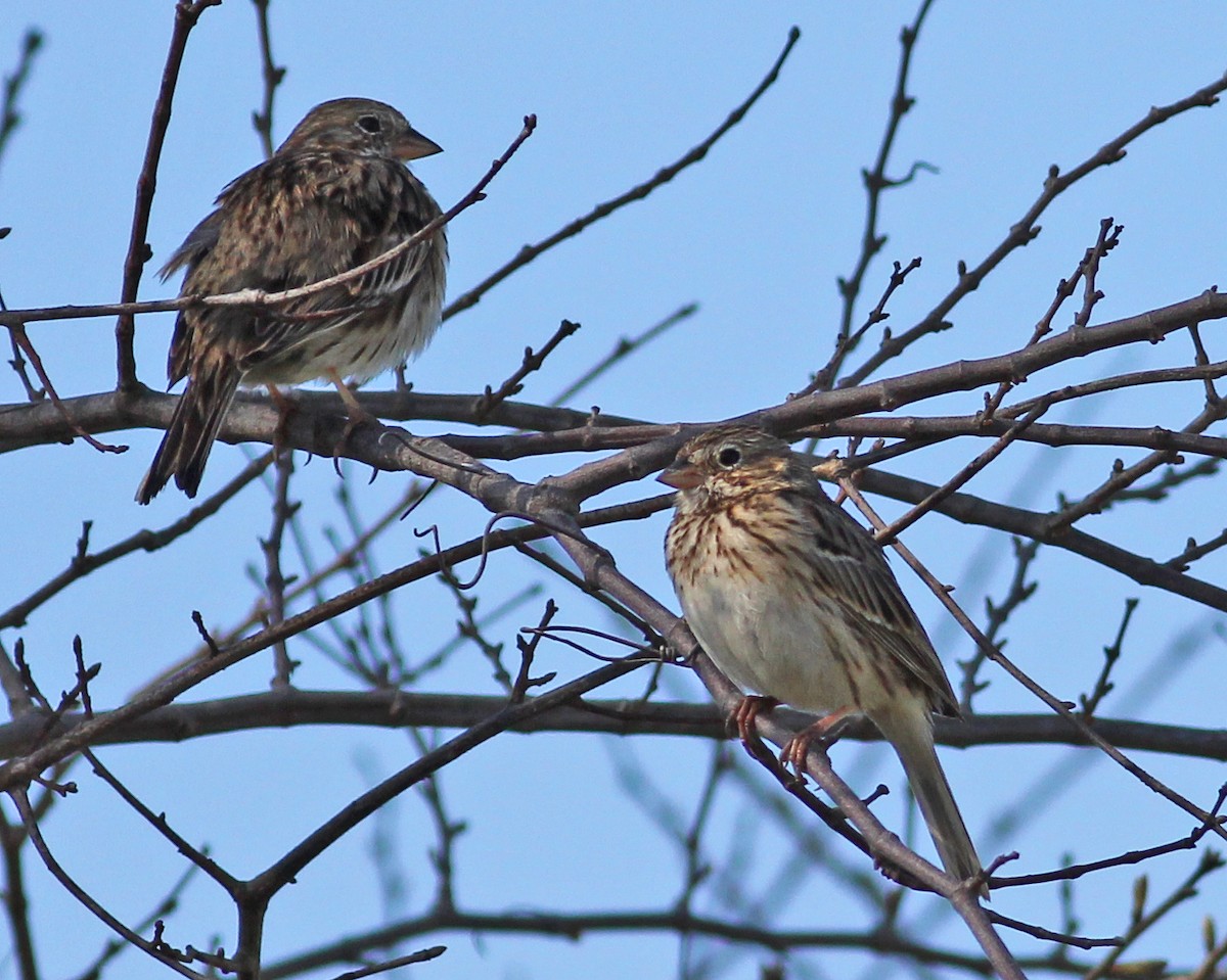 Vesper Sparrow - ML615958282