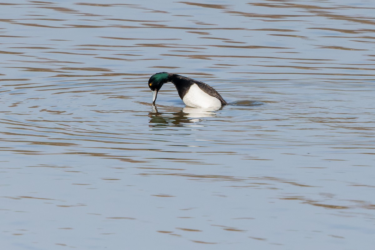 Tufted Duck - ML615958302