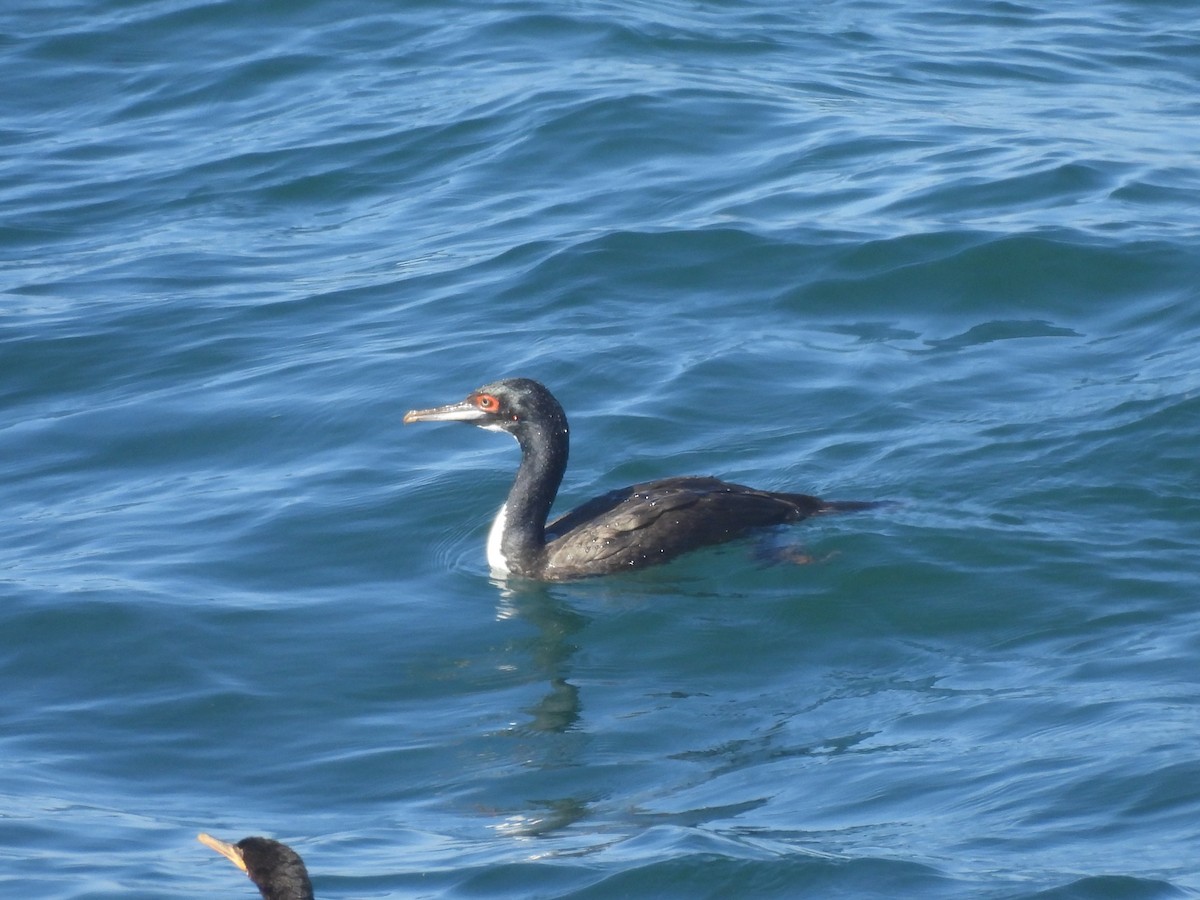 Guanay Cormorant - ML615958306