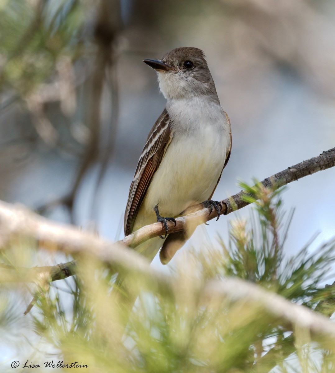 Ash-throated Flycatcher - ML615958329