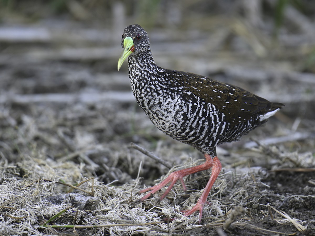 Spotted Rail - ML615958437