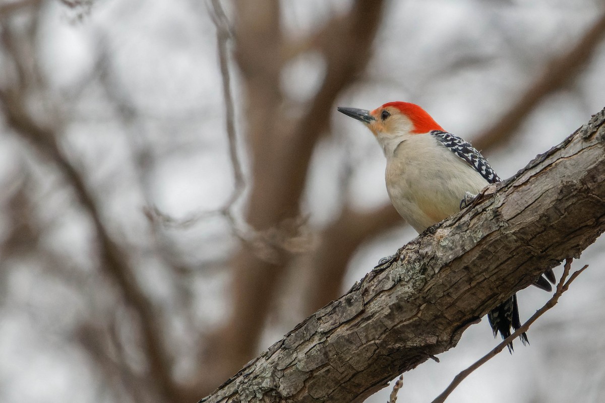 Red-bellied Woodpecker - Ido Ben-Itzhak