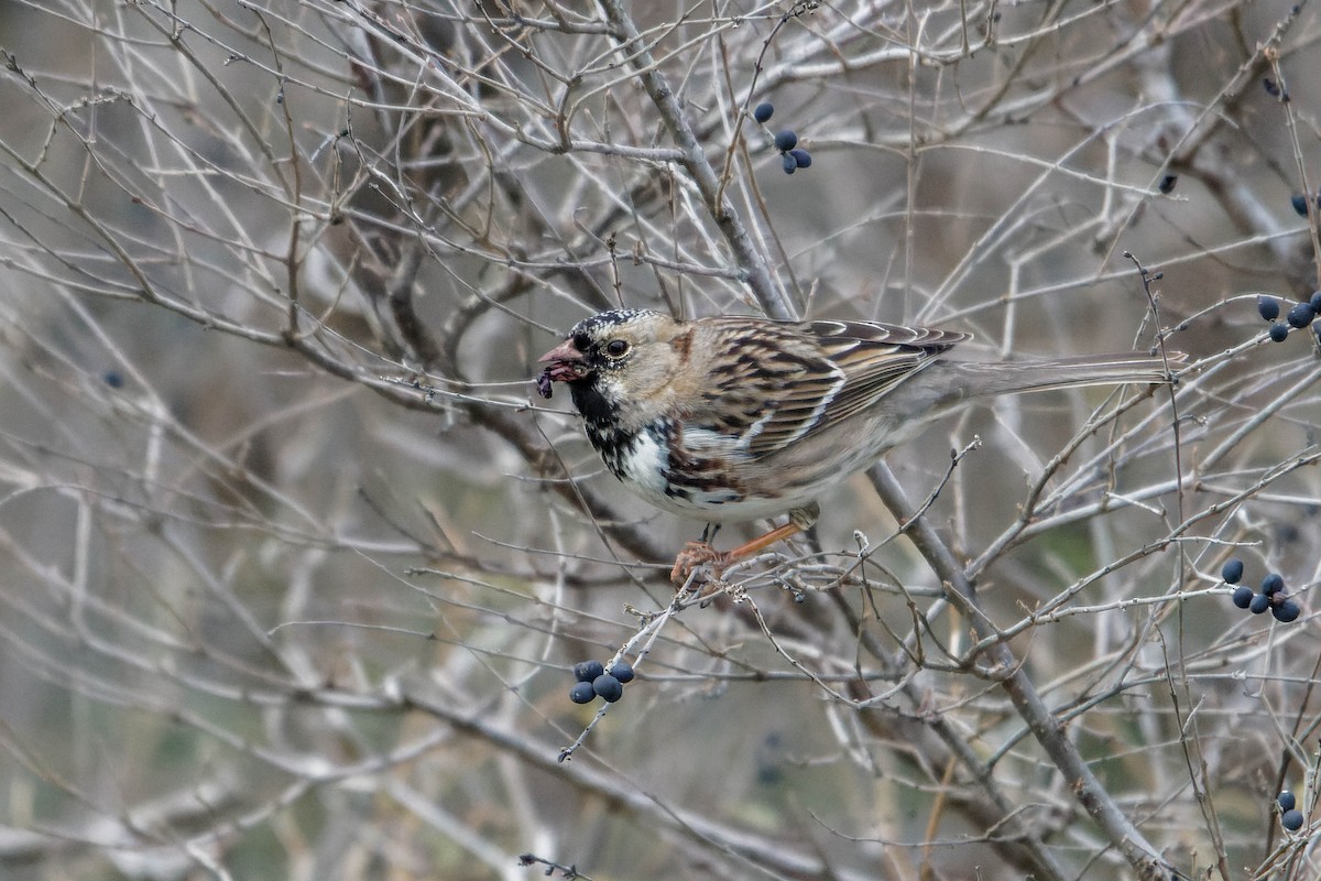 Harris's Sparrow - Ido Ben-Itzhak