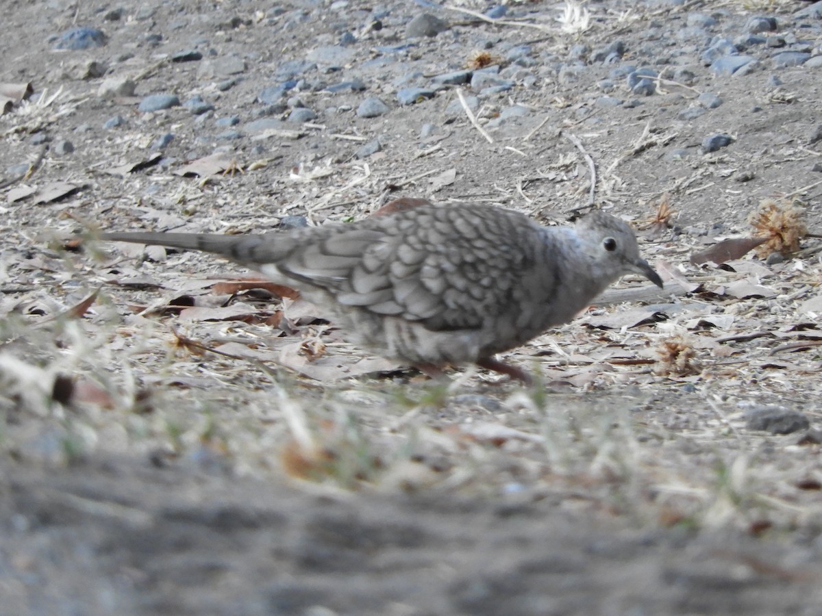 Inca Dove - Natalee Bozzi