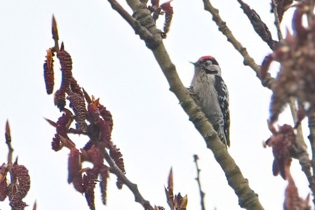 Lesser Spotted Woodpecker - A W