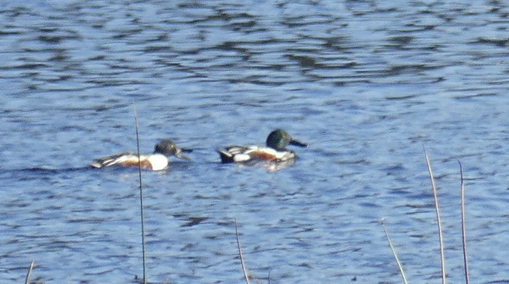 Northern Shoveler - ML615958656