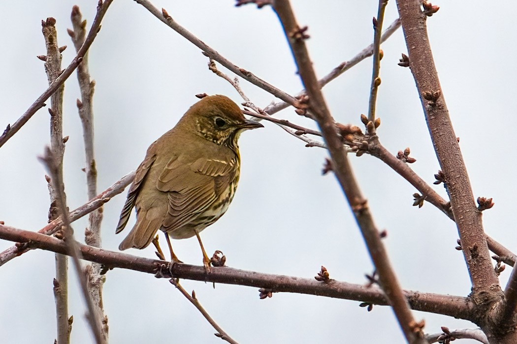 Song Thrush - A W