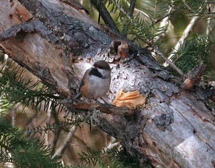 Boreal Chickadee - ML615958762