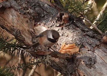 Boreal Chickadee - ML615958763