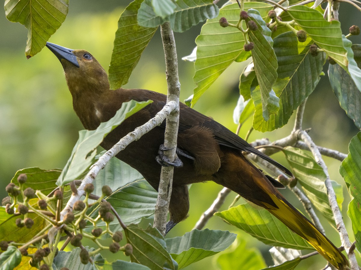 Russet-backed Oropendola - Steven Hunter