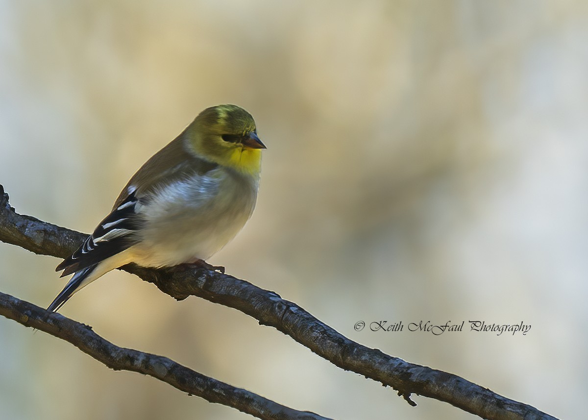 American Goldfinch - Keith McFaul
