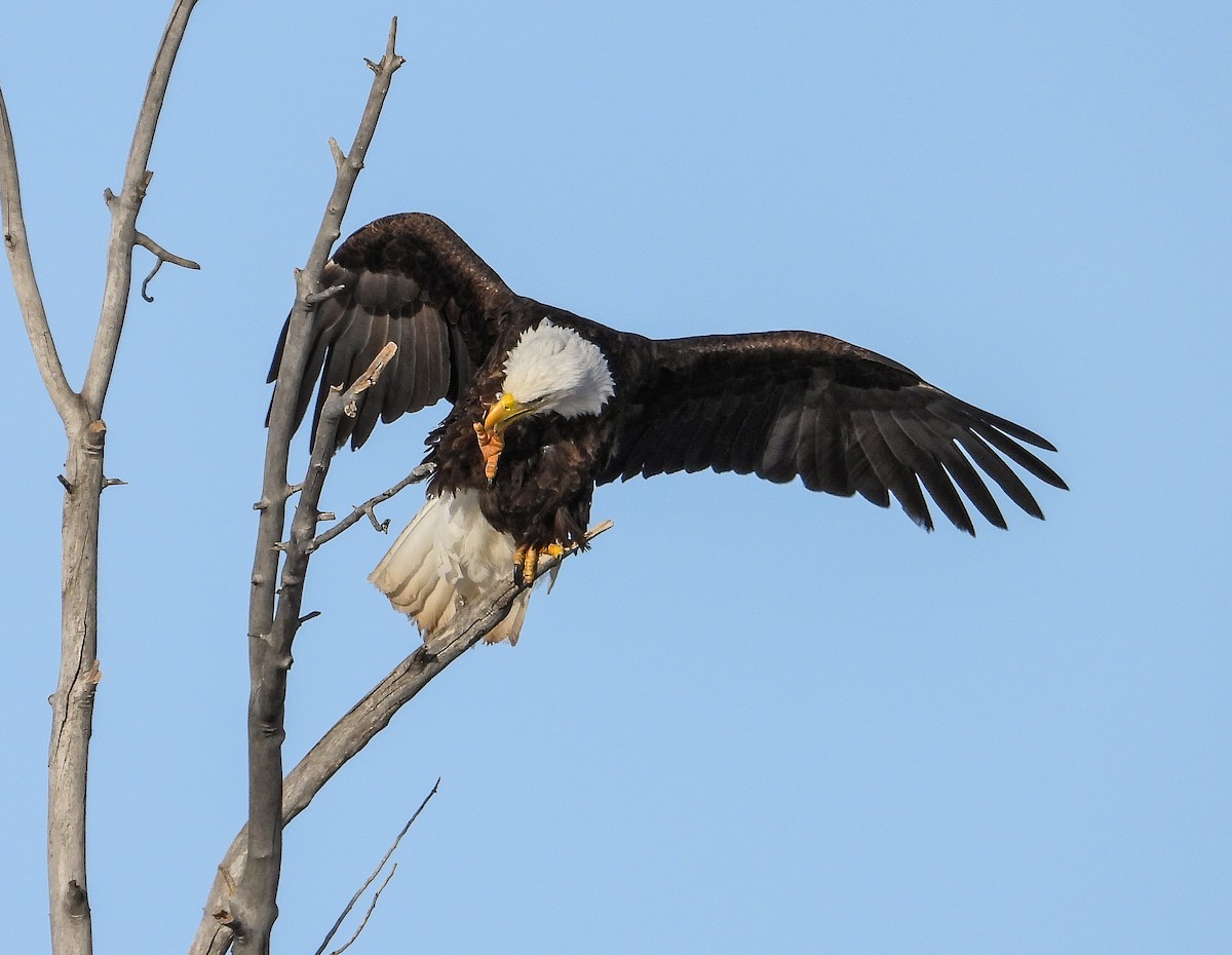 Bald Eagle - Tamara Aho